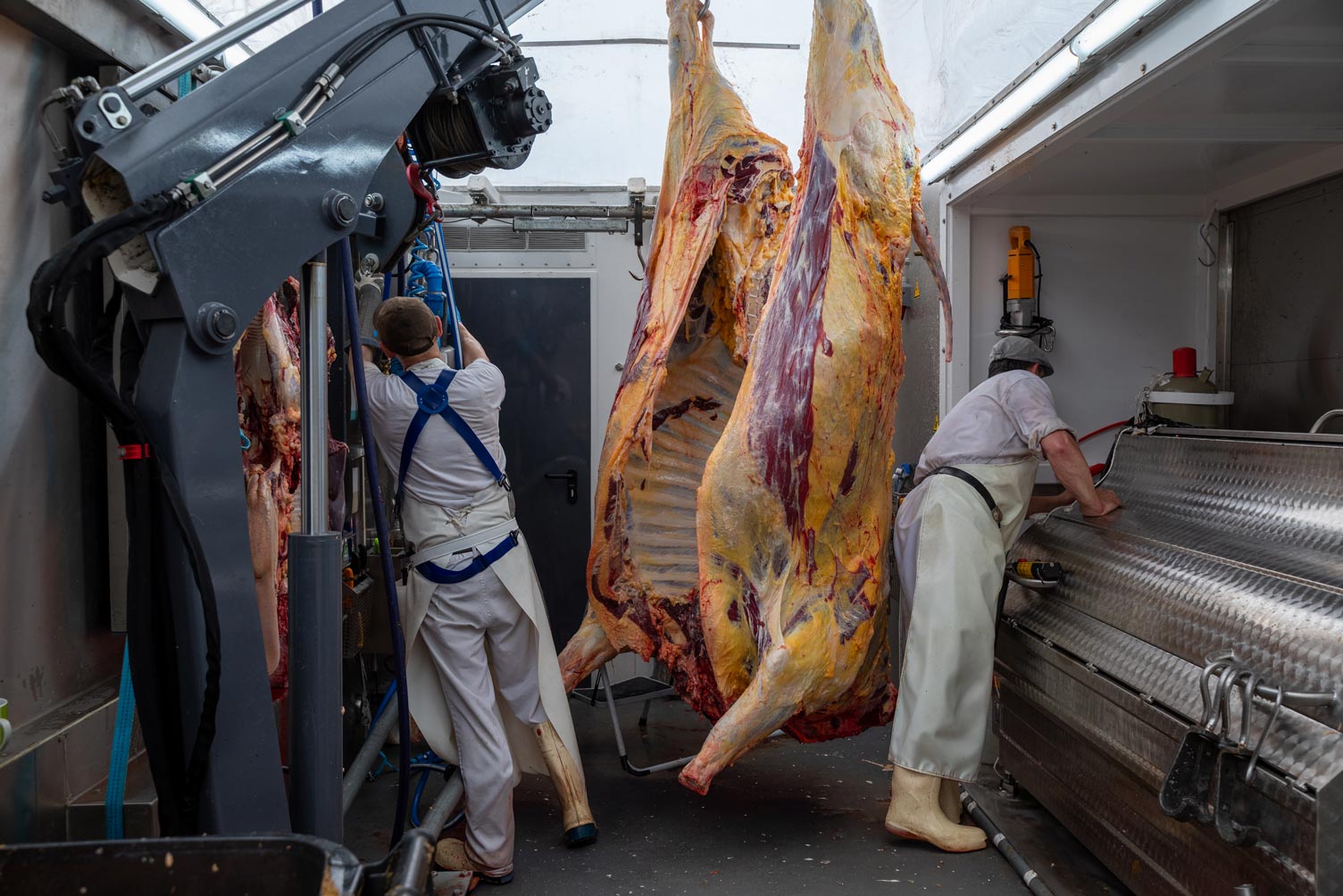 hoof-mobile-schlachtung-rinderhälften
